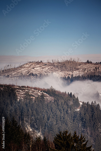 Winter mountain landscape with dead spruce forest on hills and thick rolling fog in the valley