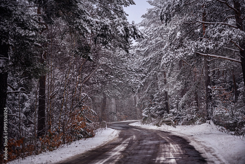 Winter landscape with winding forest road and heavy snow on pine tree branches