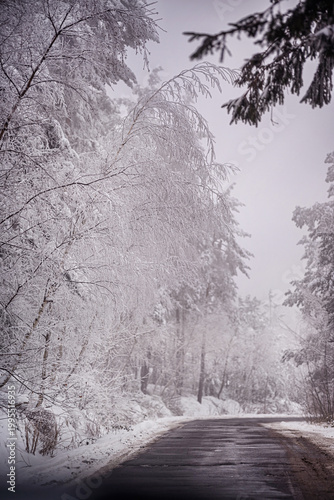 Delicate frosted birch branches hanging over a winding winter road in vertical view