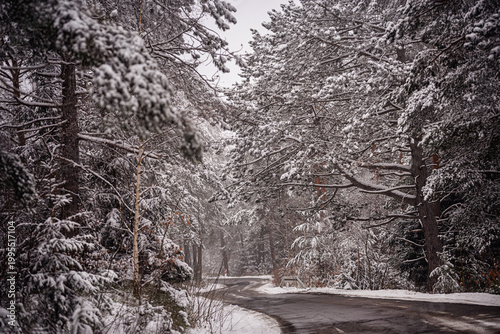 Sharp curve on a wet asphalt road in a dense snowy spruce forest during winter time