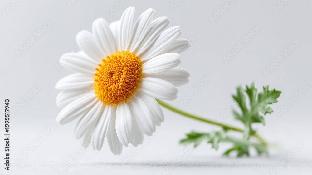 Fototapeta premium White daisy with yellow center, soft petals, gentle light. Green stem, small leaves, minimal background. Clean, peaceful, calm, natural feel. Perfect for wellness, nature, spring, simplicity themes