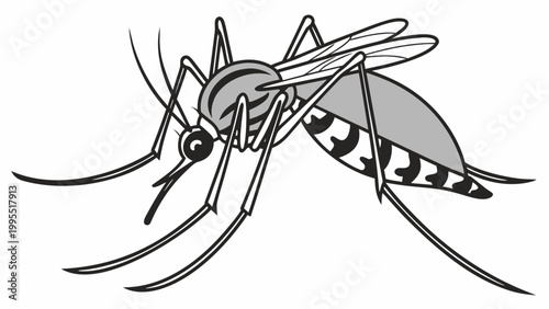 Isolated mosquito white background. Realistic dengue mosquito in vector illustration. Design of graphic source for healthcare of fever that mosquito is transmitter.