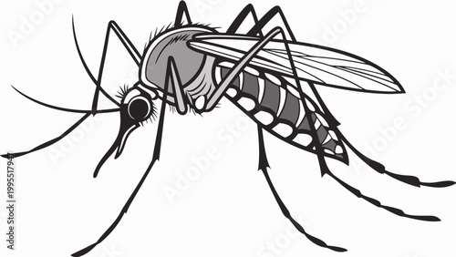 Isolated mosquito white background. Realistic dengue mosquito in vector illustration. Design of graphic source for healthcare of fever that mosquito is transmitter.