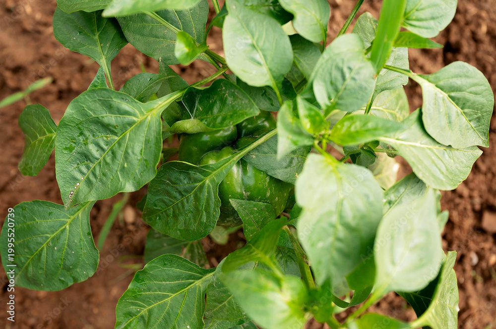 Obraz premium Green bell pepper growing hidden under leafy garden plant
