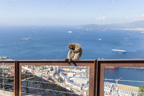 Barbary macaque, small wild monkey sitting on metal fence on Rock of Gibraltar over Strait of Gibraltar, United Kingdom