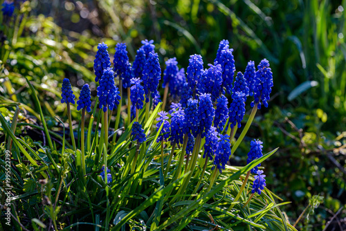 blue flowers in the garden