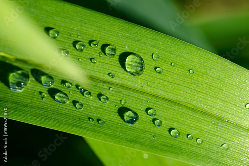 green leaf with water drops