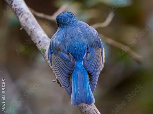 冬の寒い日にのルリビタキの雄の繊細な羽毛の様子のクローズアップ。羽や尾羽の重なり。