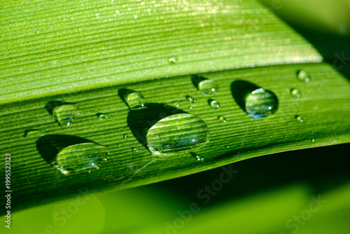 green leaf with water drops