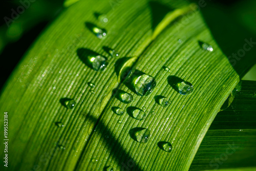 green leaf with water drops