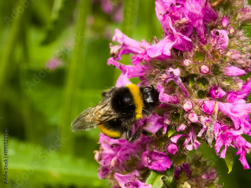 Quadro su tela Macro shoot of a buff-tailed bumblebee (Bombus terrestris) collecting nectar from pink betony (Betonica officinalis) flowers