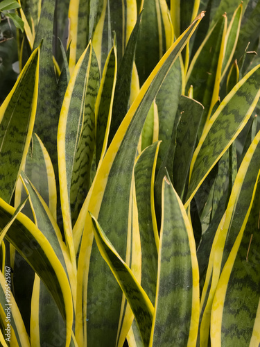 Cuadro en lienzo Snake plant (Dracaena trifasciata 'Laurentii') featuring tall upright green leaves with yellow margins and dark green horizontal bands