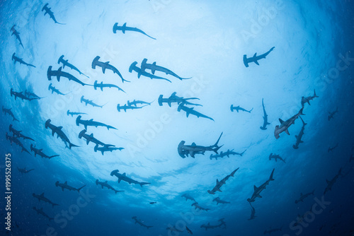 Photography School of hammerhead sharks from below in blue ocean, Mikomoto Japan
