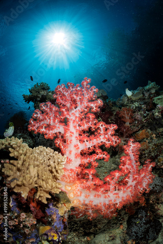 reefscapes