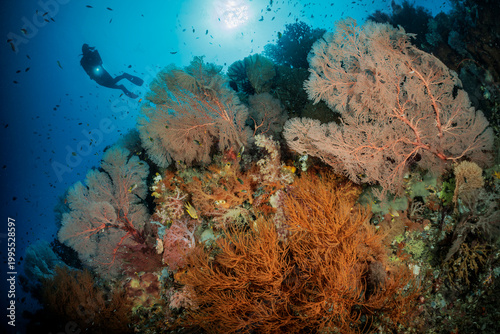 reefscapes