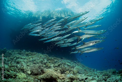 barracuda