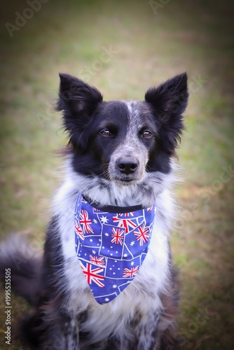 A portrait of a beautiful Border Collie mix dog wearing Australian flag bandana in natural light.
