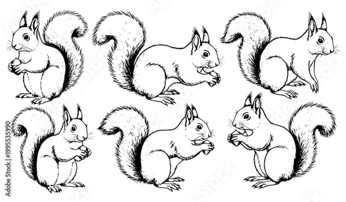 Squirrel sketch vector set with multiple wildlife poses isolated on white background