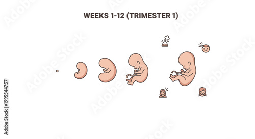Comprehensive visual timeline detailing the remarkable journey of human embryonic and fetal development during the pivotal first trimester, spanning from conception to twelve weeks of gestation
