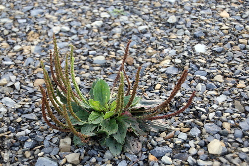 Breitwegerich im Schotter