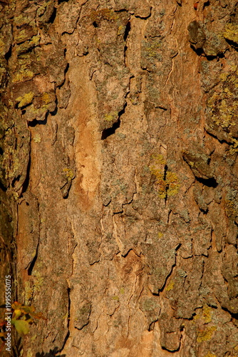 Borke eines Laubbaums