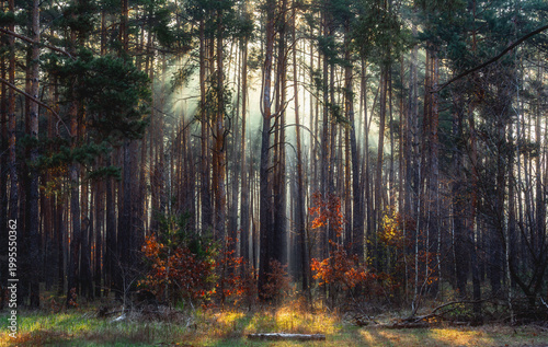 Morning fog enveloped the forest. Rays of sun pierce through the branches and fog. A walk in the forest or park.