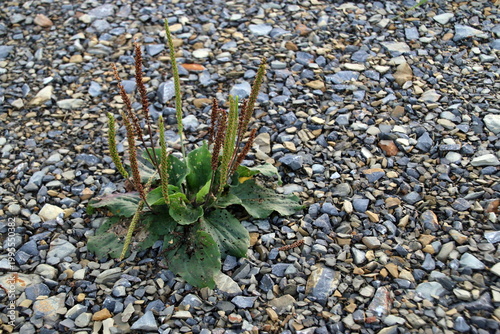 Breitwegerich im Schotter