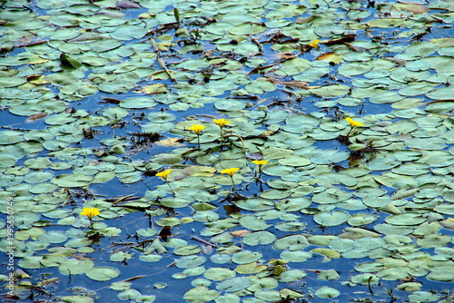 Gewöhnliche Seekanne