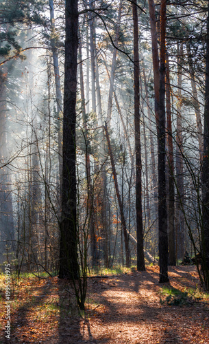 Morning fog enveloped the forest. Rays of sun pierce through the branches and fog. A walk in the forest or park.