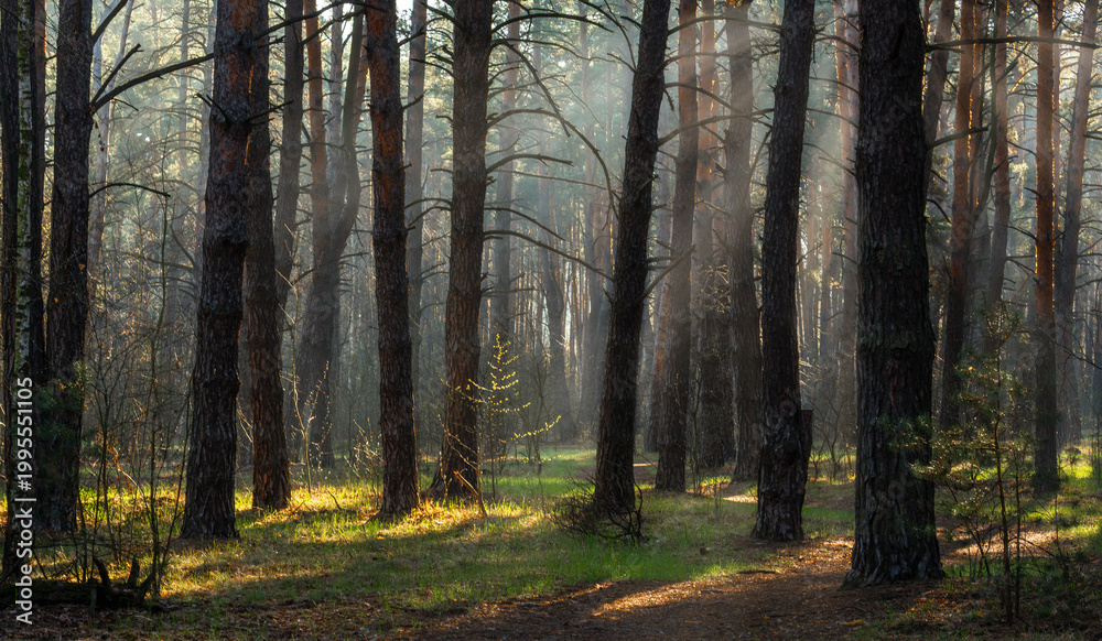 Fototapeta premium Morning fog enveloped the forest. Rays of sun pierce through the branches and fog. A walk in the forest or park.