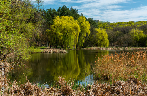Beautiful nature on the shores of the lake. Great weather for relaxing by the water.