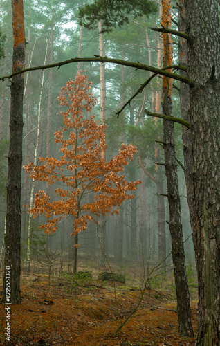 Morning fog enveloped the forest. The orange, dry oak leaves contrast beautifully against the gray haze. Forest walks. Hiking.