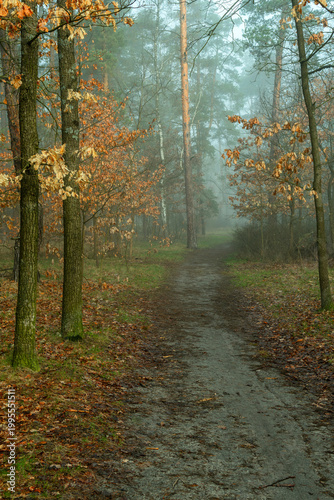 Morning fog enveloped the forest. The orange, dry oak leaves contrast beautifully against the gray haze. Forest walks. Hiking.