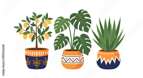 Collection of three common indoor houseplants including lemon tree monstera and aloe vera in decorative patterned ceramic pots.