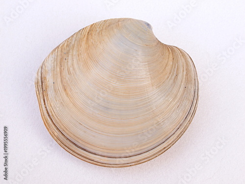 カガミガイの標本写真