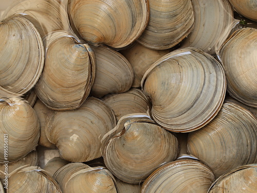 カガミガイの標本写真