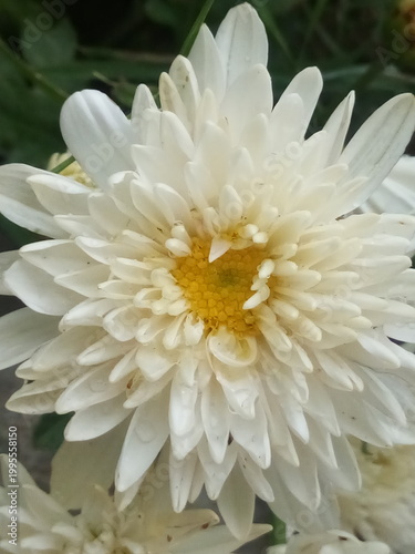 Beautiful Indian white color chrysanthemum flower with nature background.