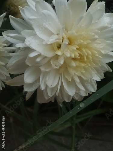 Beautiful Indian white color chrysanthemum flower with nature background.