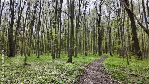 Green spring forest with flowers and grass in morning sunlight.