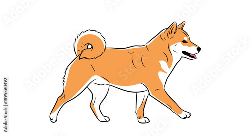 Loyal Shiba Inu dog walking with its curly tail held high against a clean white background for breed information.