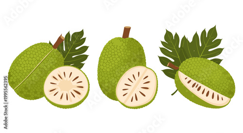Fresh Ripe Green Breadfruit Slices With Leaves, Tropical Fruit Illustration
