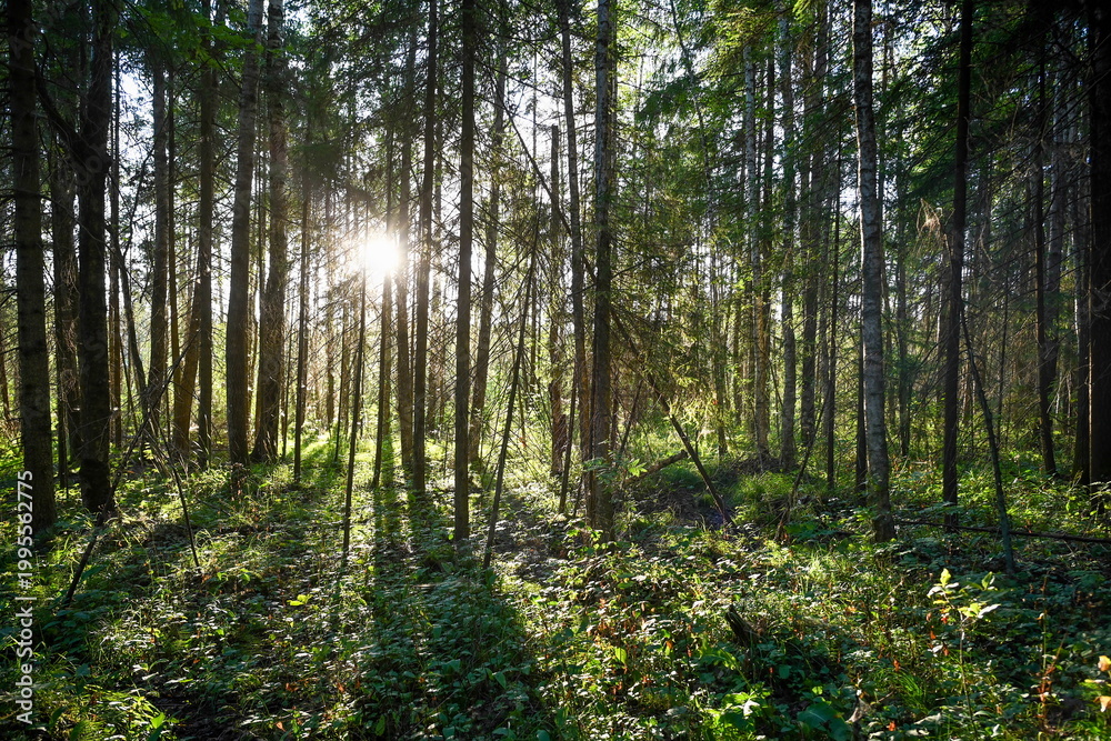 Obraz premium Sunbeams penetrate the wild pine forest in Gatchina, Leningrad region of Russia