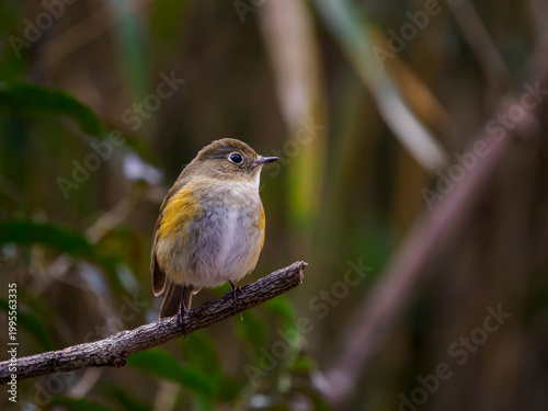 枯れ枝に留まって遠くを見つめているルリビタキ
