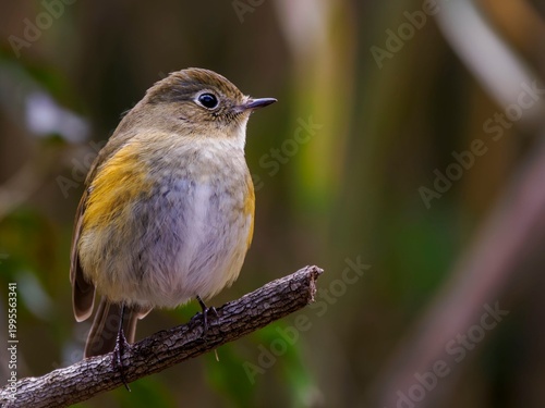 枯れ枝に留まって遠くを見つめているルリビタキのクローズアップ