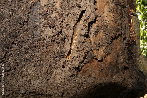termites build a nest for their colony in a dead tree trunk
