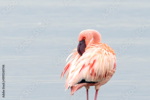 Lesser Pink Flamingo preening in Lake Nakuru Kenya KEN
