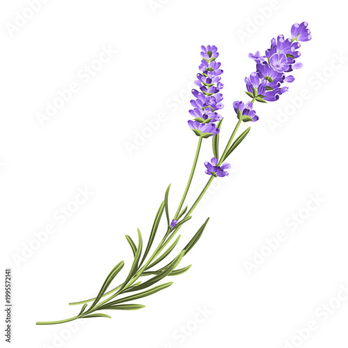 Hand drawn lavender sprig botanical illustration vector isolated on white
