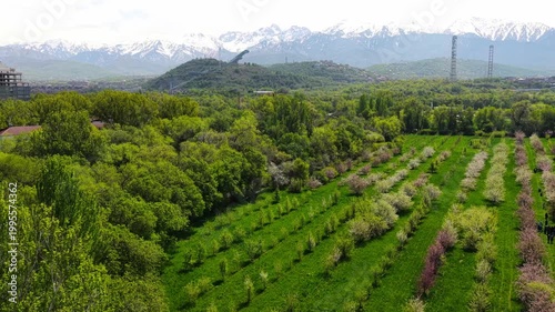 Flowering of Sievers apple trees in the Botanical Garden of Almaty. The view from the drone.