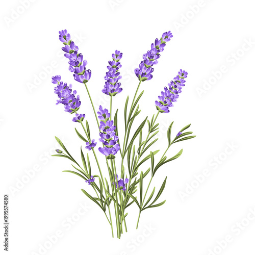 Hand drawn lavender sprig botanical illustration vector isolated on white