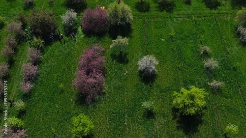 Flowering of Sievers apple trees in the Botanical Garden of Almaty. The view from the drone.